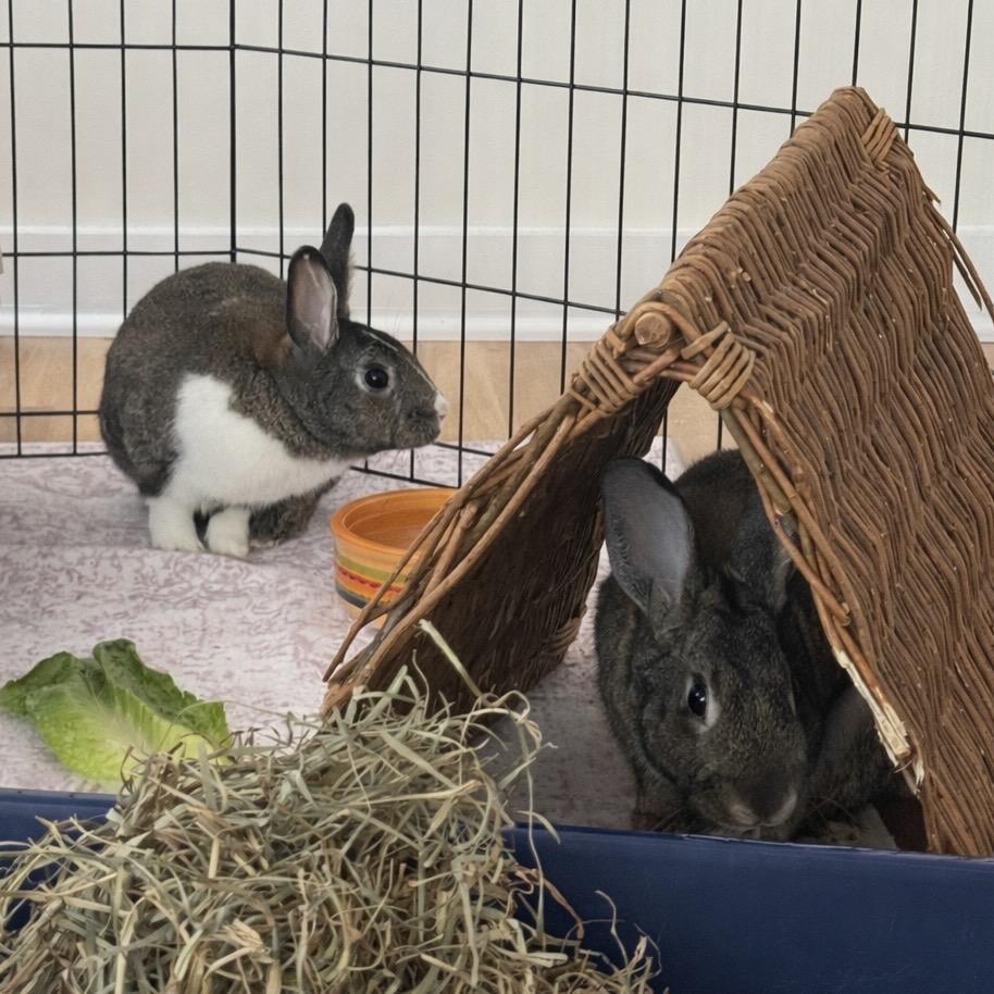 Enlarge Tully (and Muse), a Adoptable Dutch in Baltimore, MD image 2/6