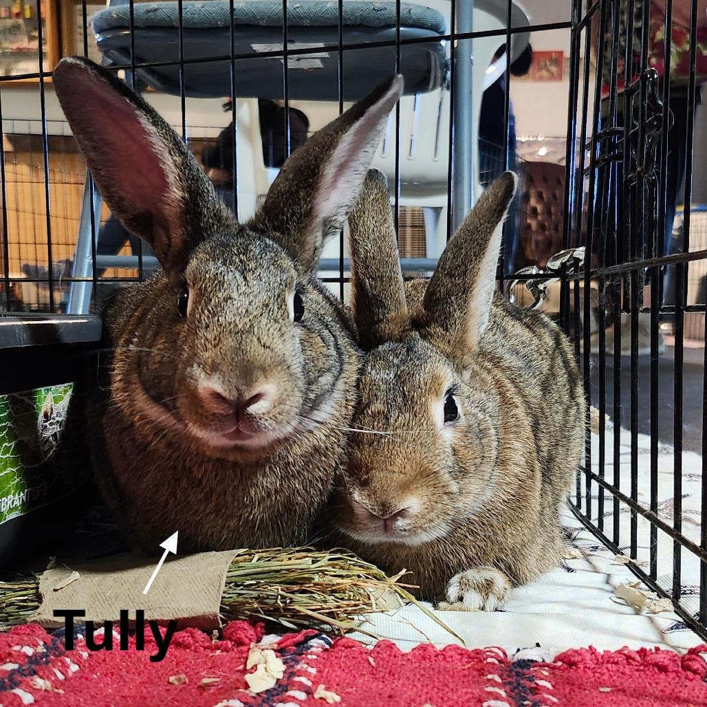 Tully Seinfeld, a Adoptable Dutch in Baltimore, MD image 1/5