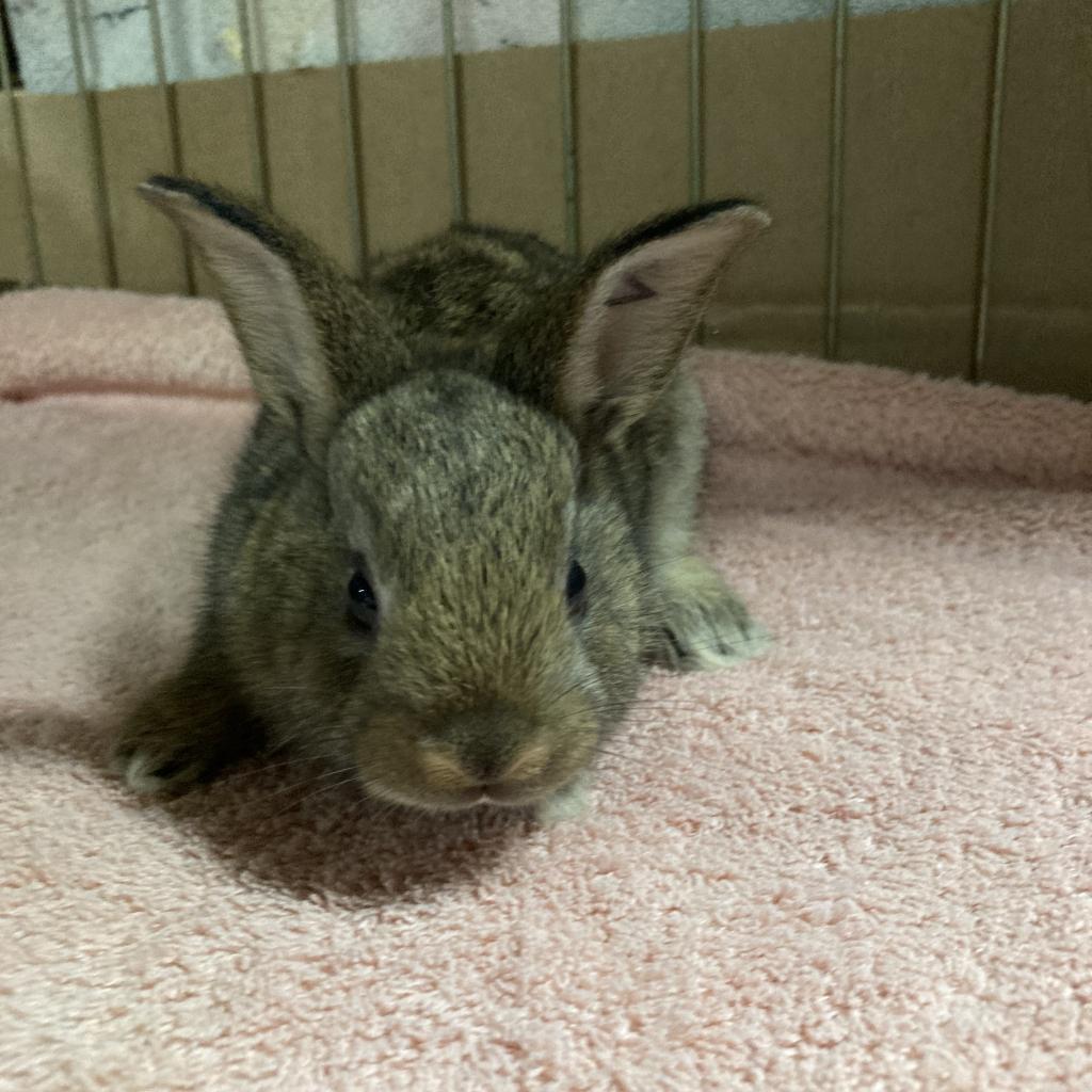 Enlarge Tully Seinfeld, a Adoptable Dutch in Baltimore, MD image 4/5