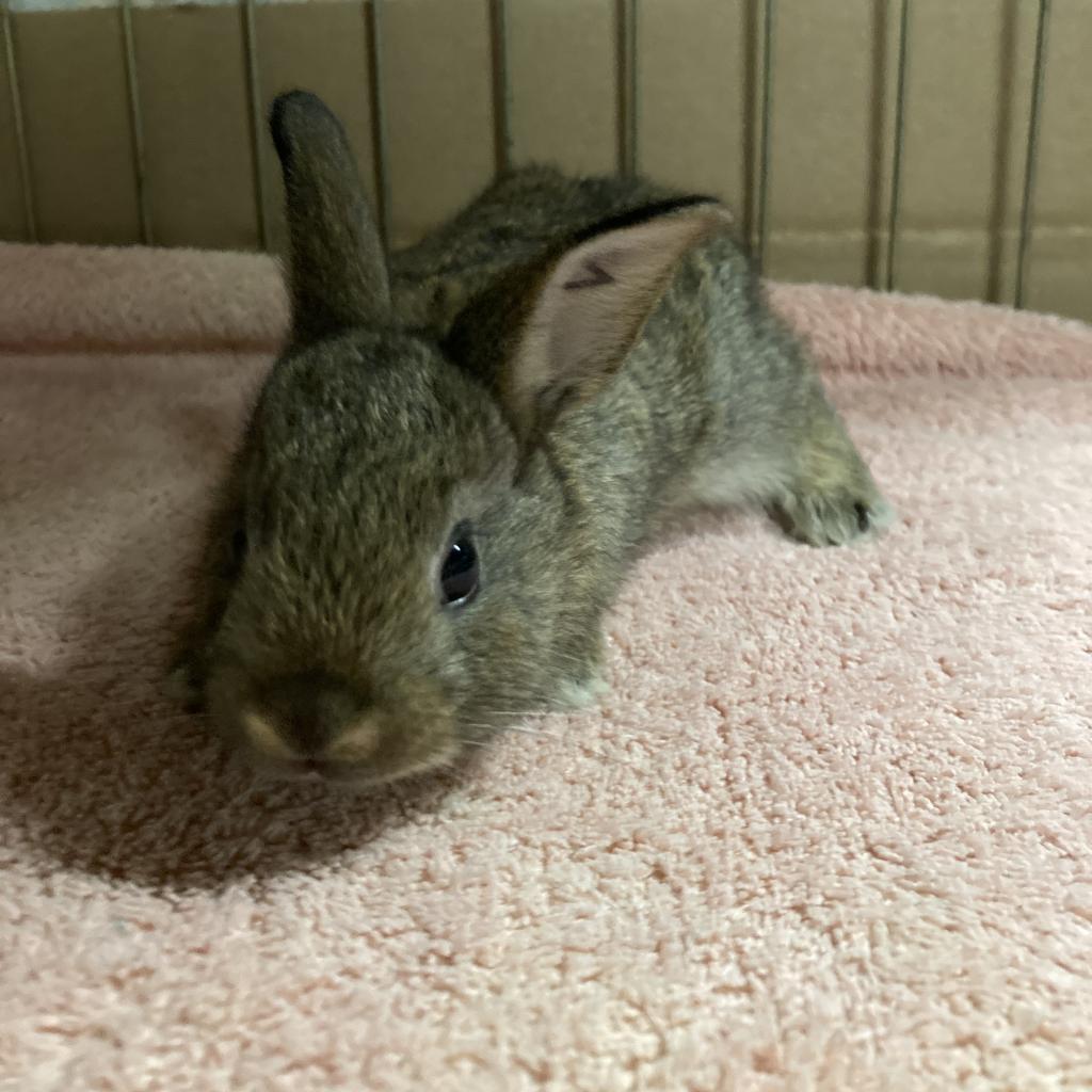 Tully Seinfeld, a Adoptable Dutch in Baltimore, MD image 2/5