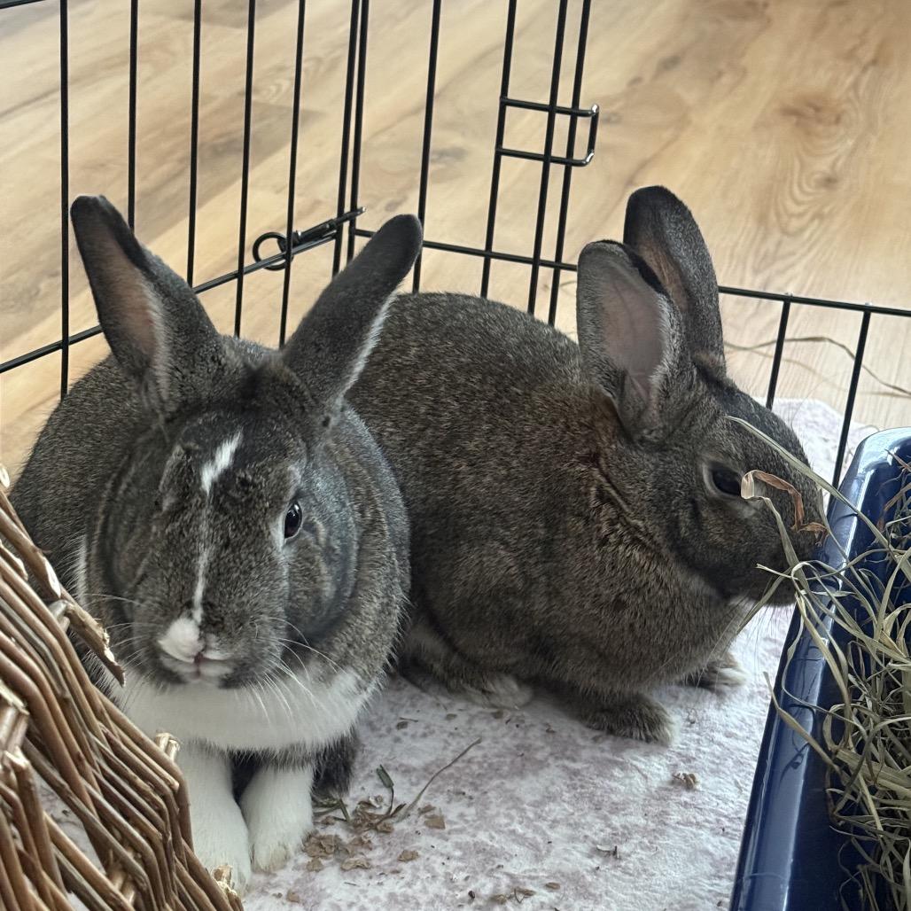 Enlarge Tully (and Muse), a Adoptable Dutch in Baltimore, MD image 5/6