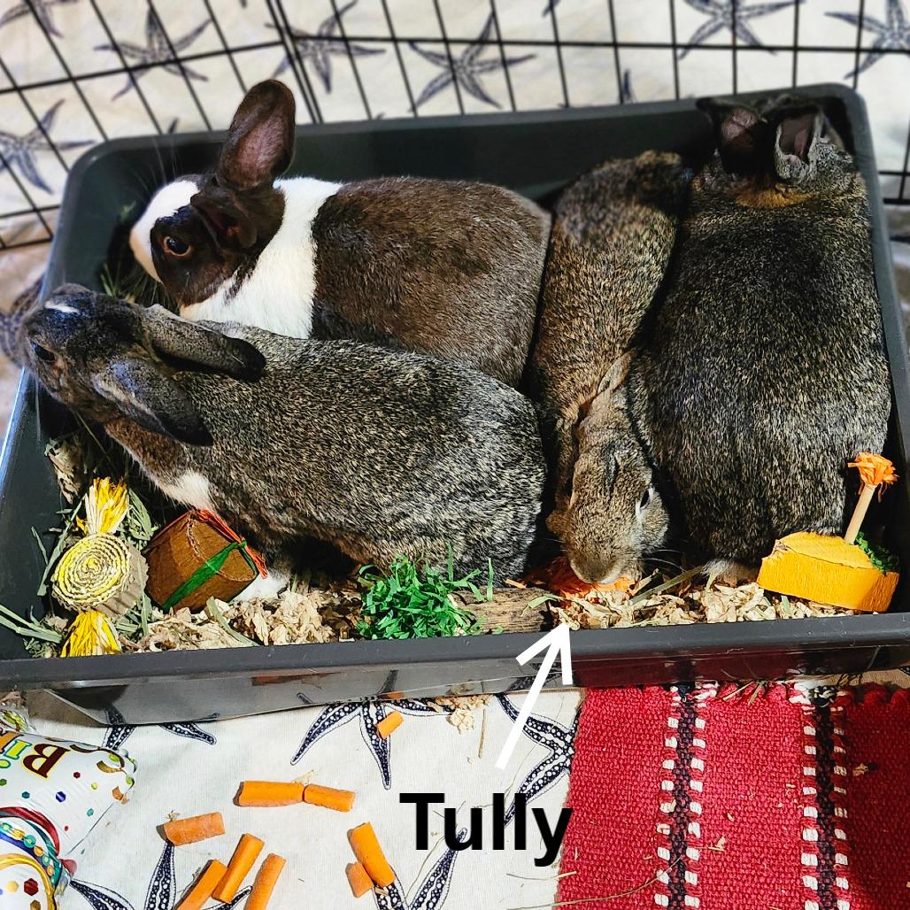 Tully Seinfeld, a Adoptable Dutch in Baltimore, MD image 3/5