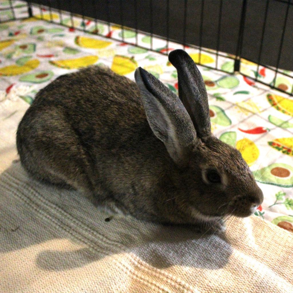 Tully Seinfeld, a Adoptable Dutch in Baltimore, MD image 5/5