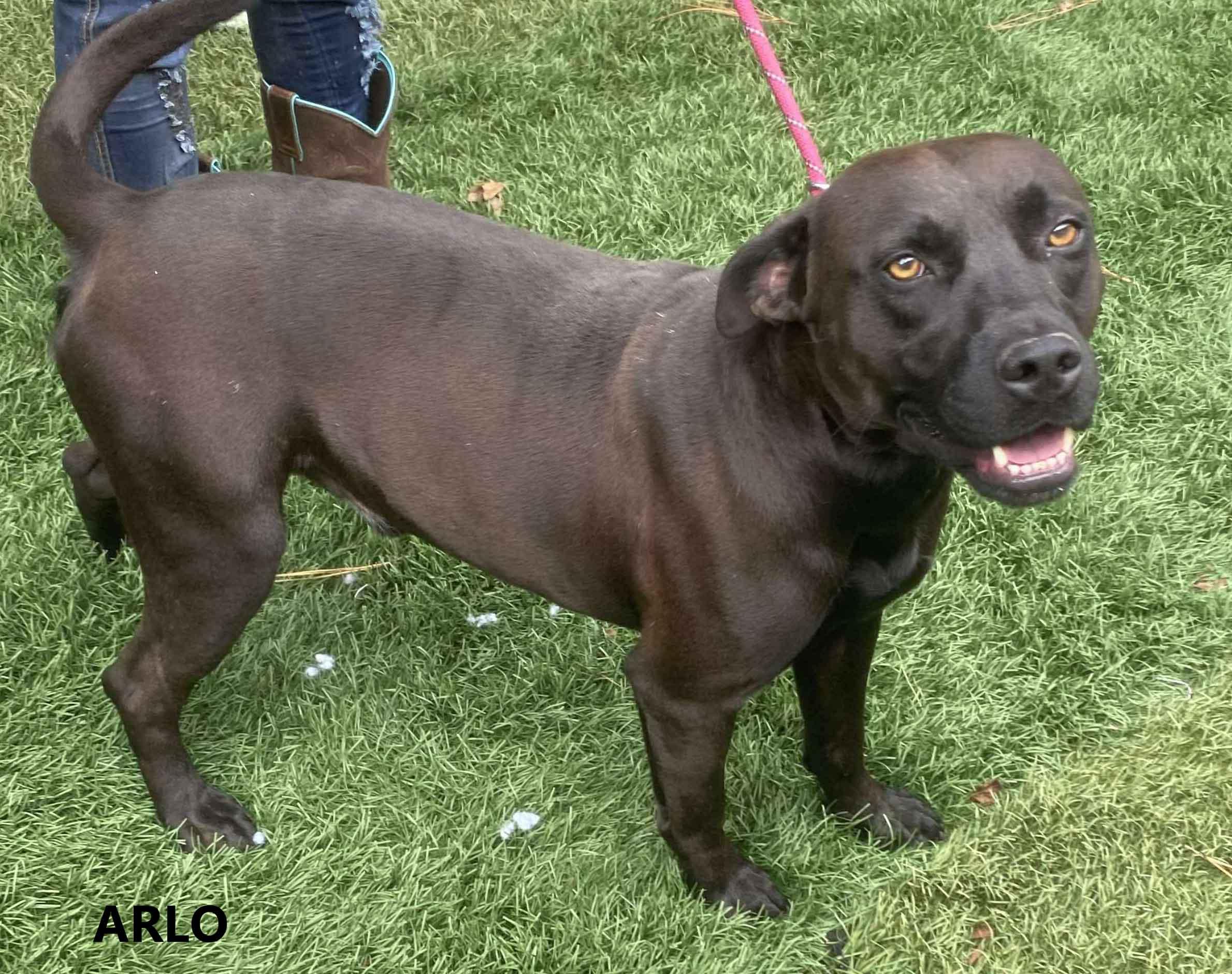 Enlarge Arlo, a Adoptable mixed breed in Washington, GA image 1/3