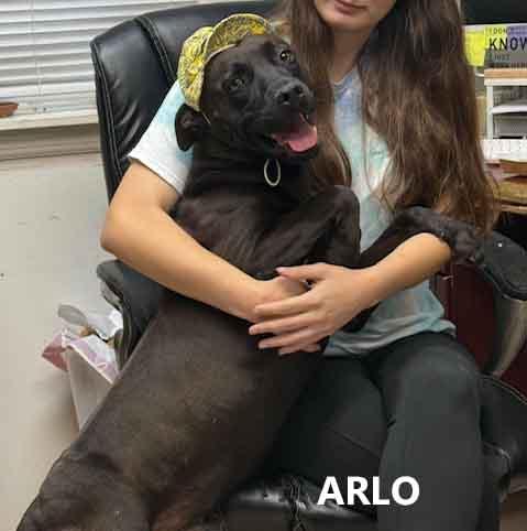 Arlo