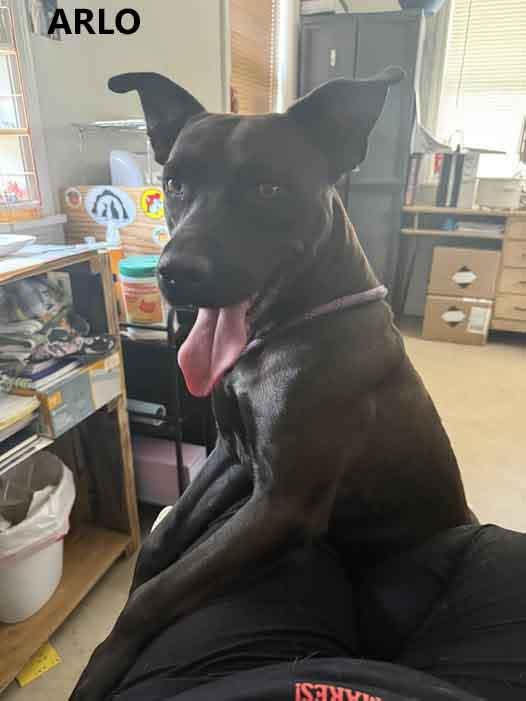 Arlo, Adoptable, Young Male Labrador Retriever.