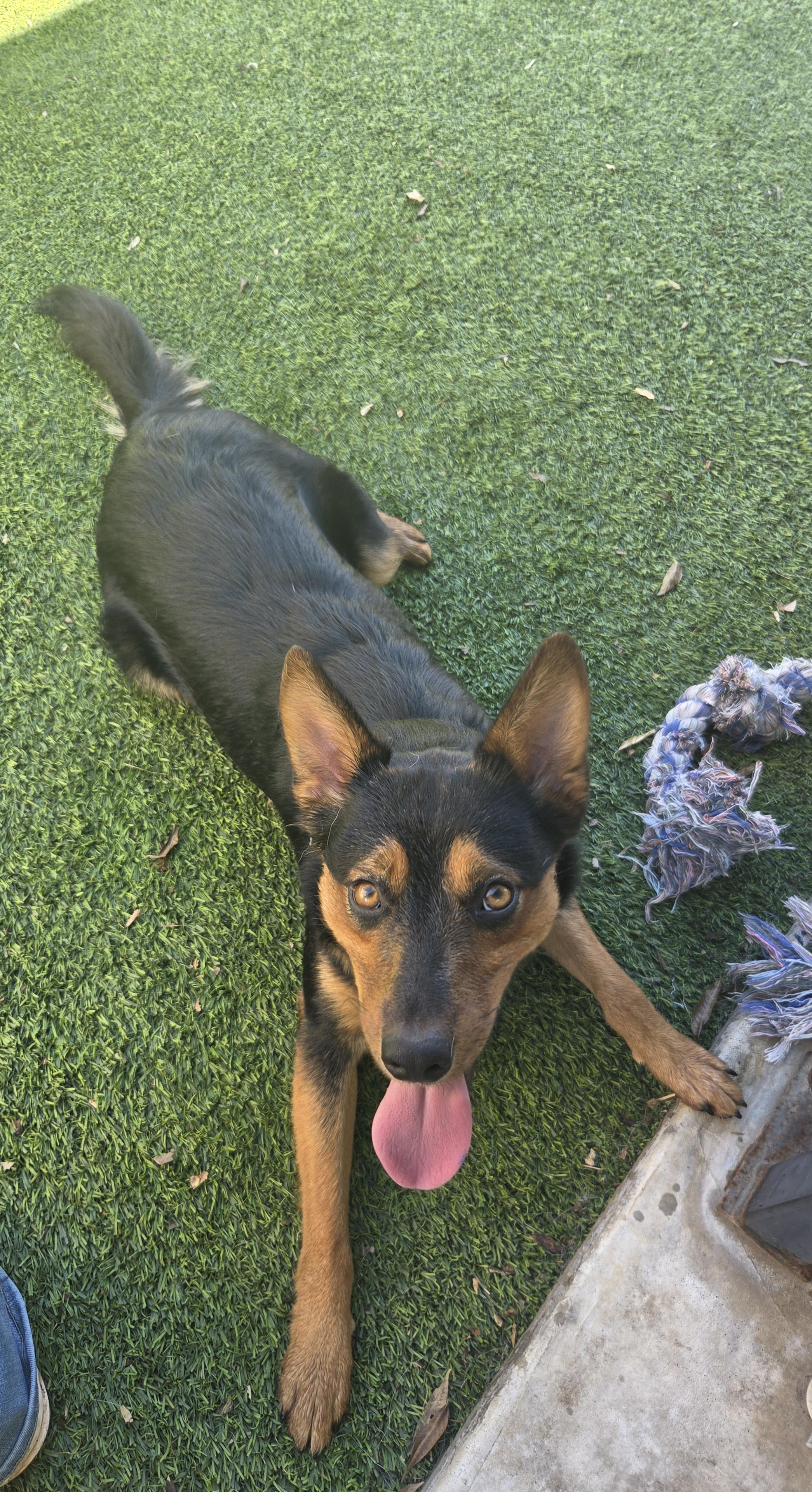 Henry, a ADOPTABLE mixed breed in Oklahoma City, OK image 5/5