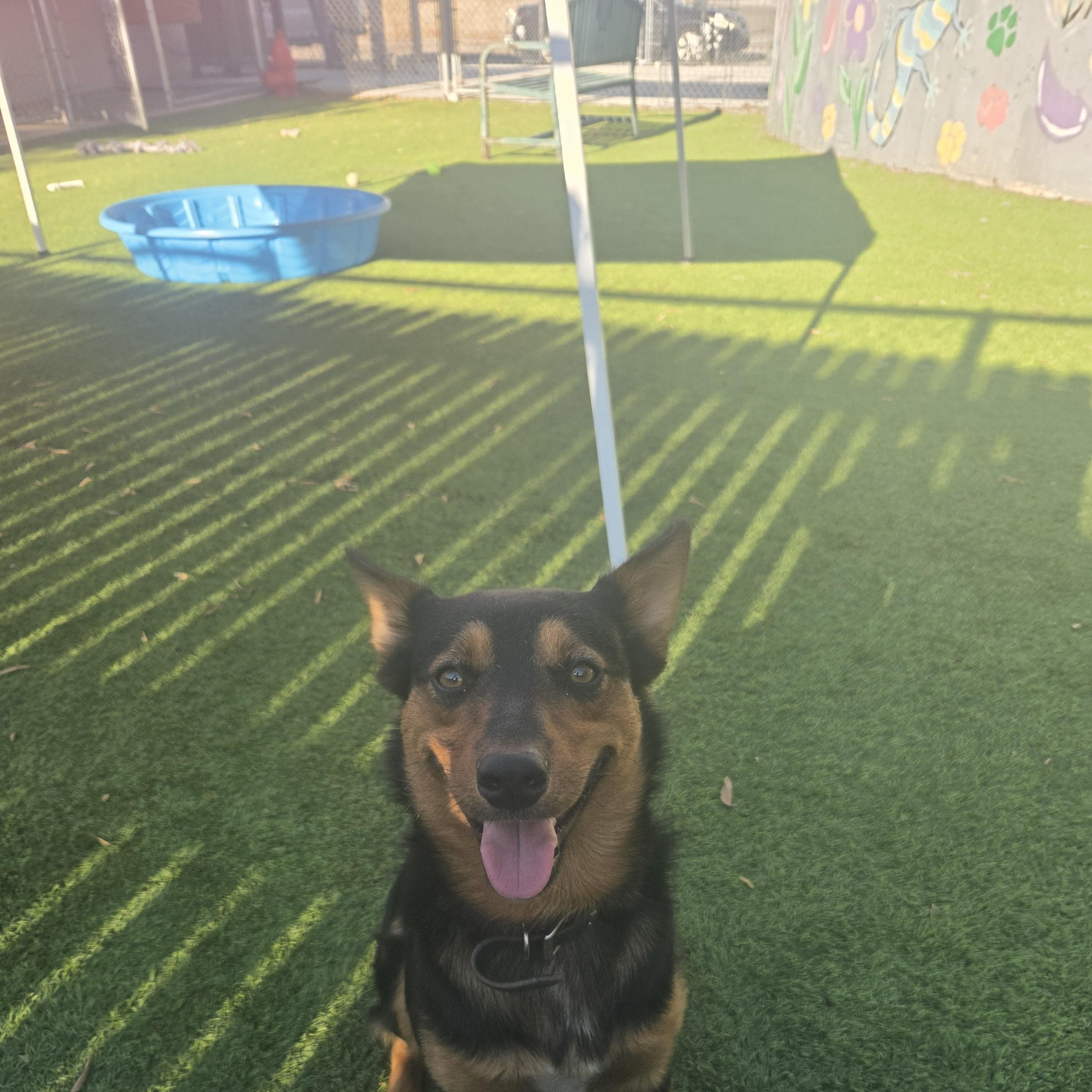 Enlarge Henry, a Adoptable mixed breed in Oklahoma City, OK image 3/5