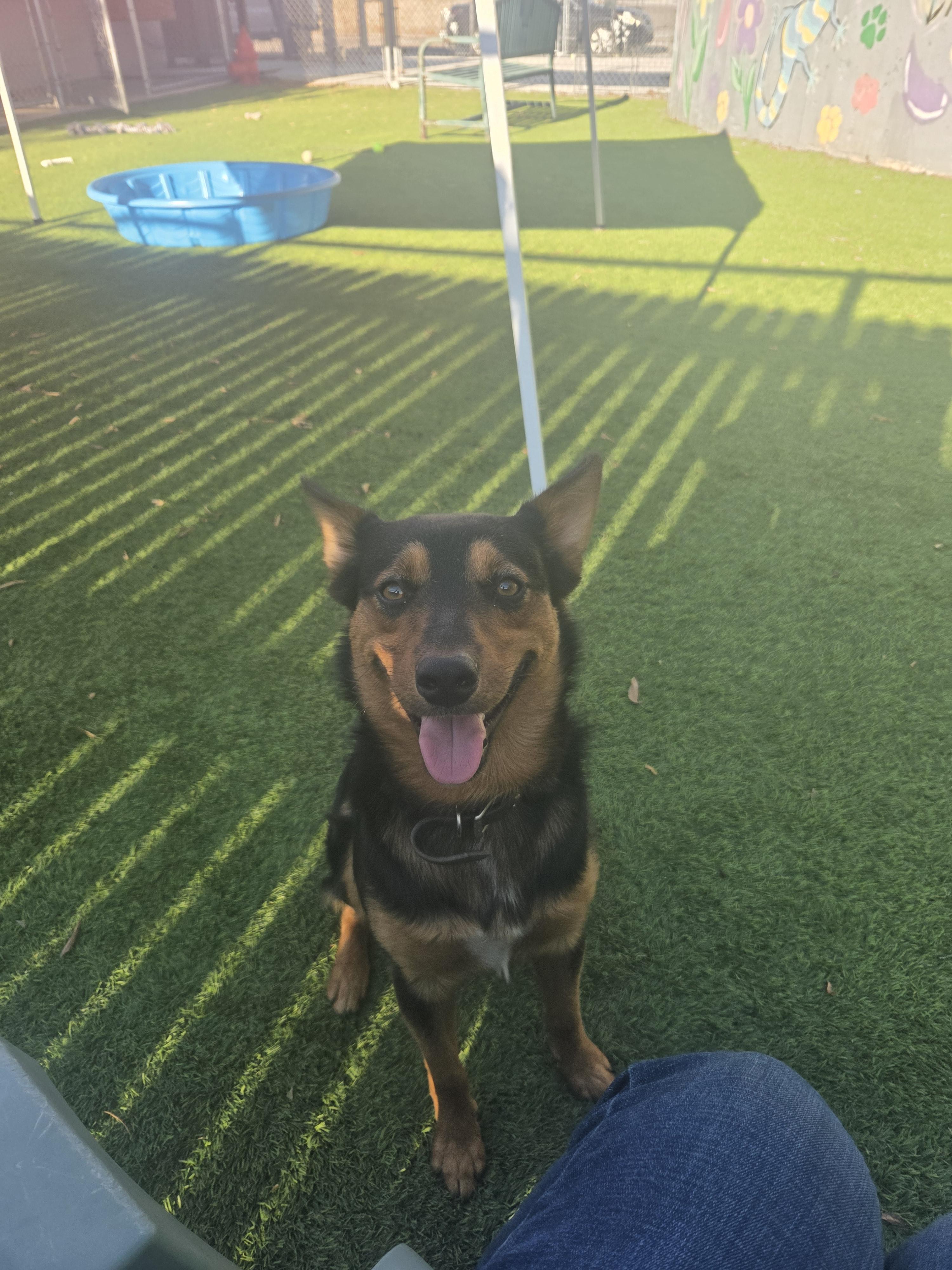 Henry, a ADOPTABLE mixed breed in Oklahoma City, OK image 3/5