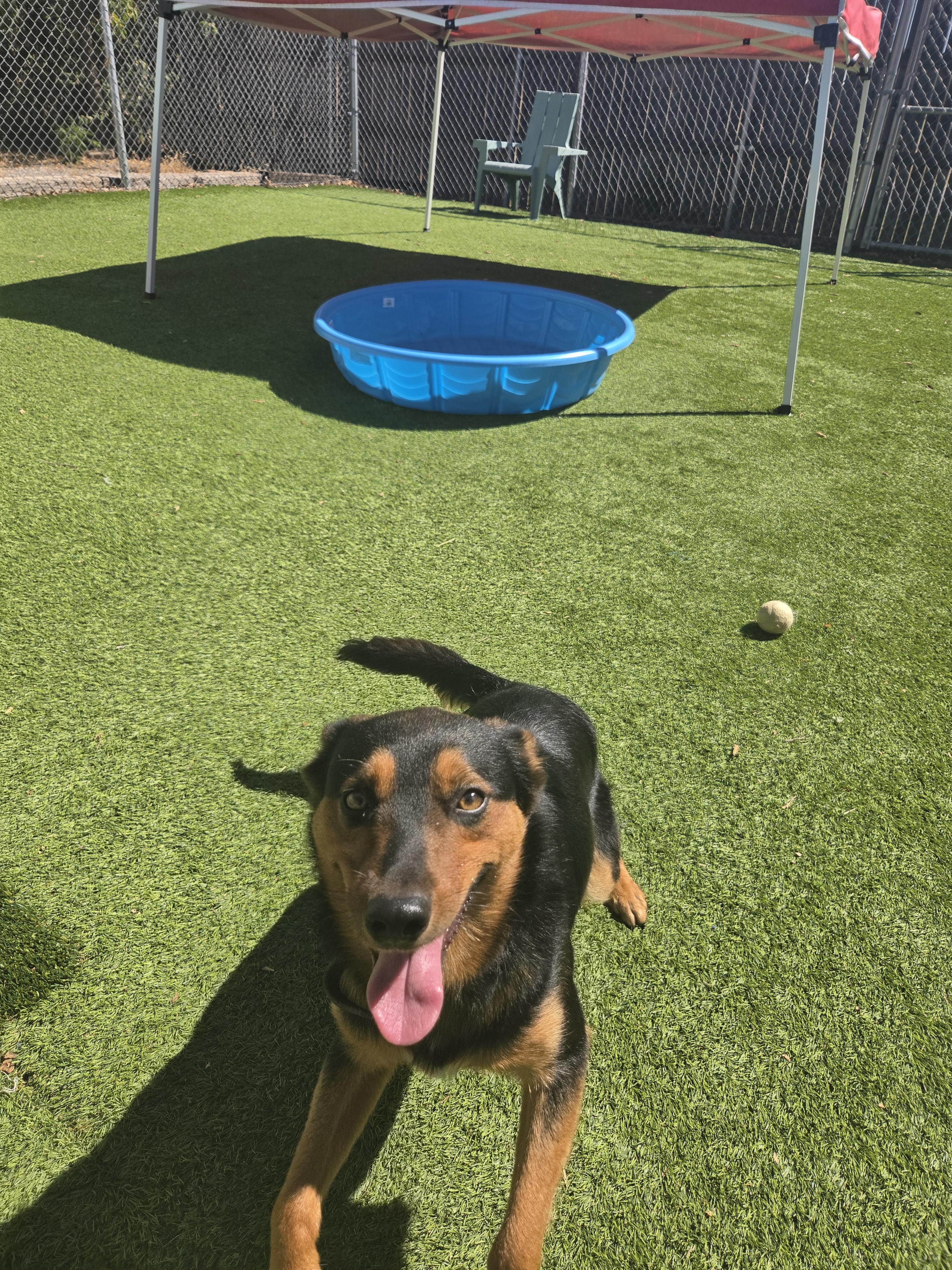 Henry, a ADOPTABLE mixed breed in Oklahoma City, OK image 2/5
