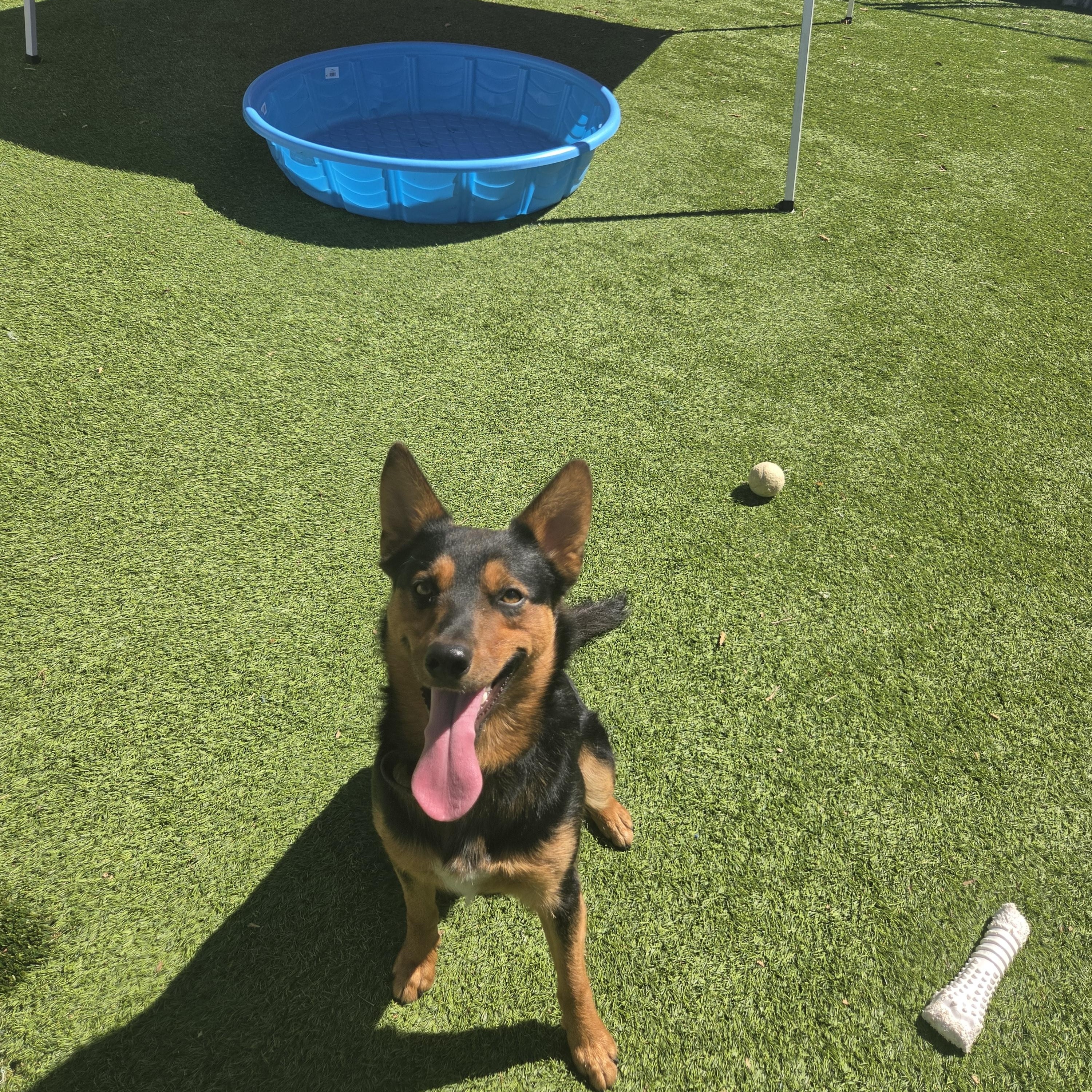 Henry, a ADOPTABLE mixed breed in Oklahoma City, OK image 1/5