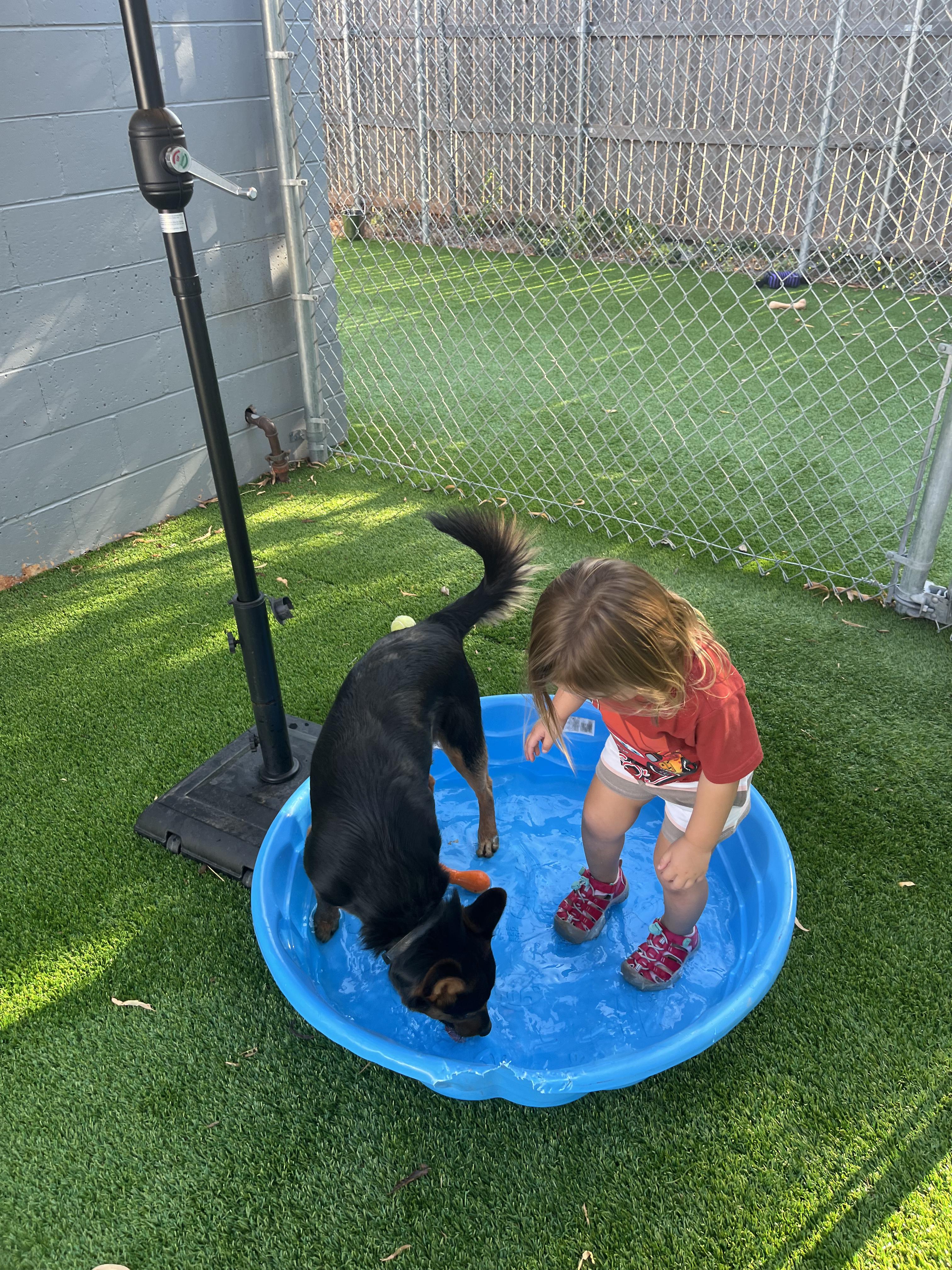 Enlarge Henry, a Adoptable mixed breed in Oklahoma City, OK image 2/5