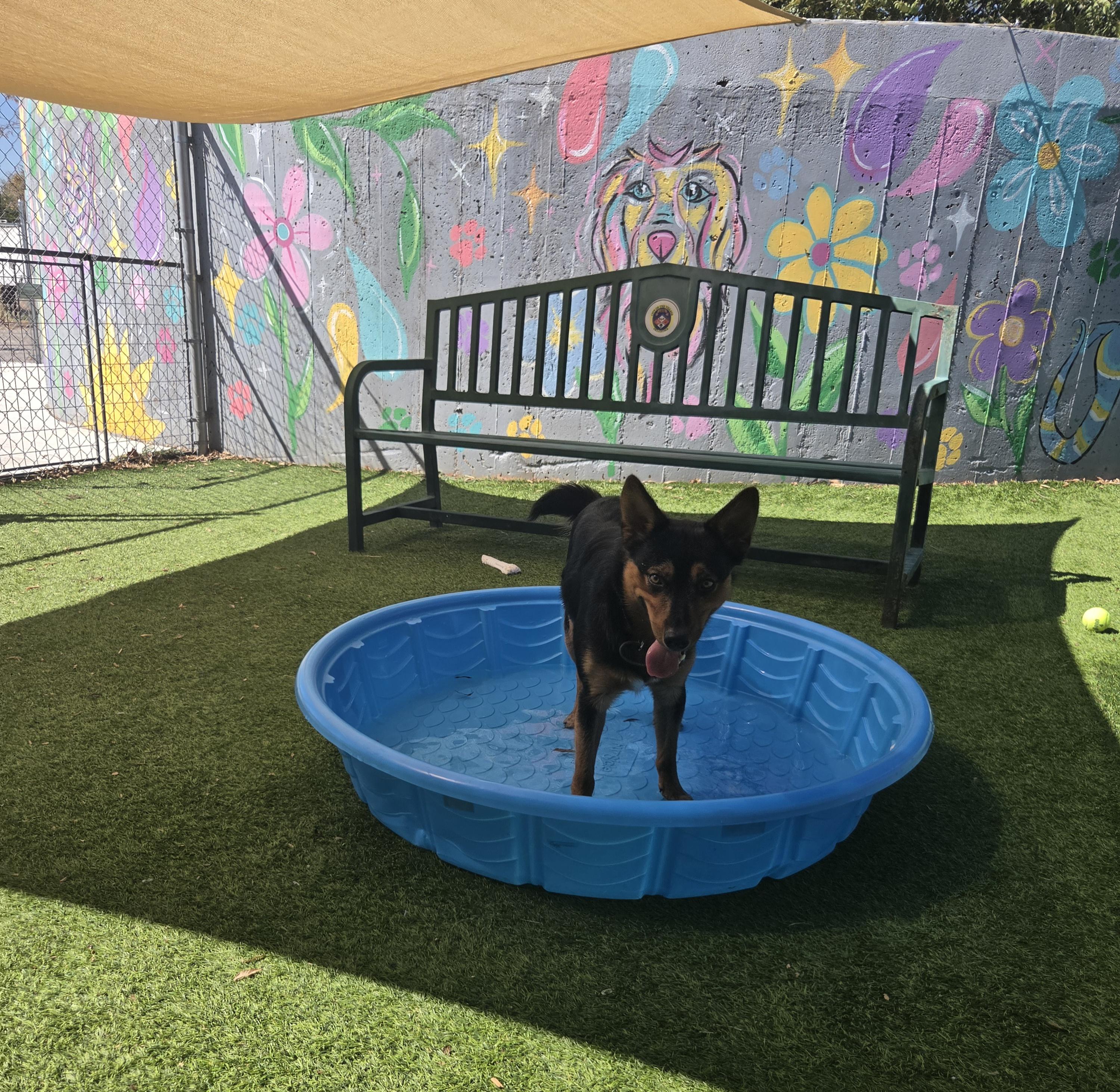 Henry, a ADOPTABLE mixed breed in Oklahoma City, OK image 4/5