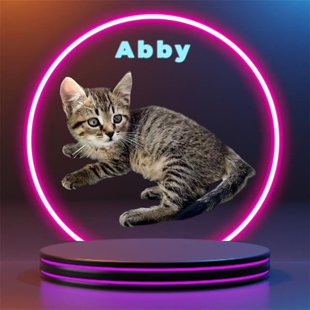 Enlarge ABBY, a Adoptable mixed breed in Visalia, CA image 1/1