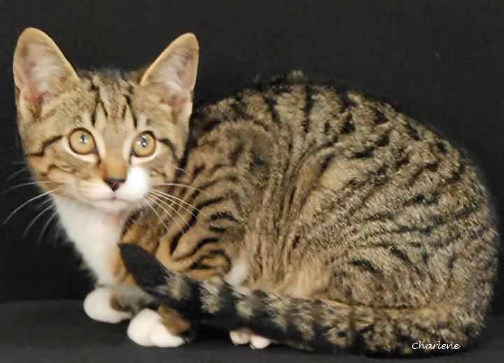 Tots, Adoptable, Kitten Male American Shorthair & Tabby.