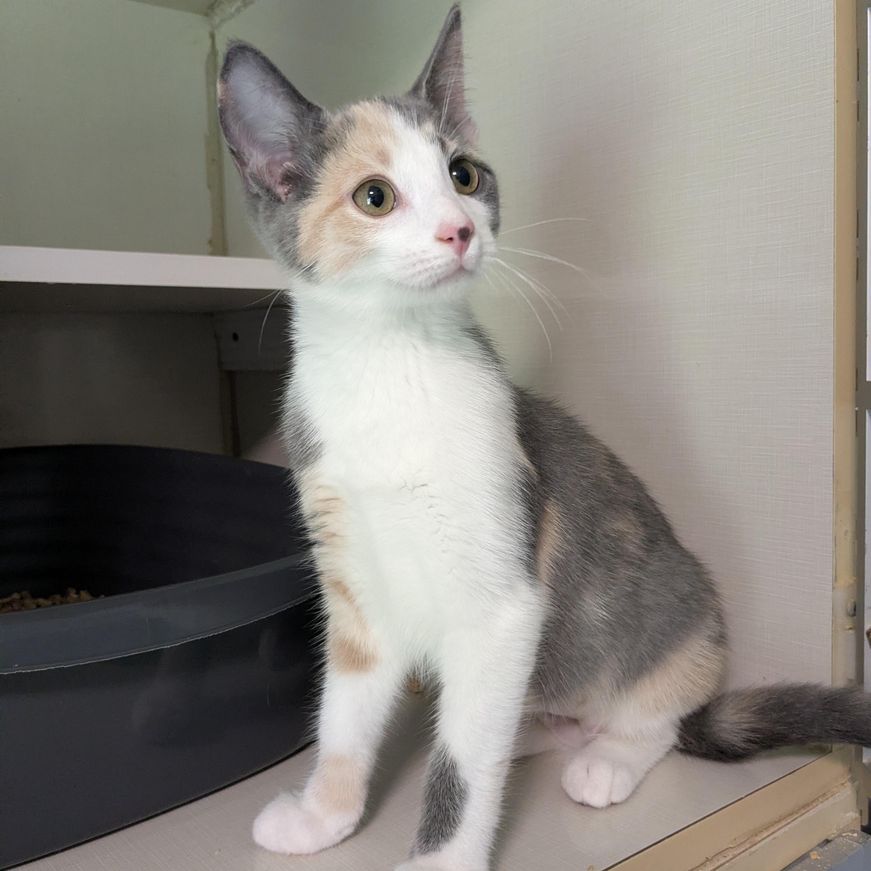 Anne Bonney, an adopted mixed breed in Corsica, PA image 6/6