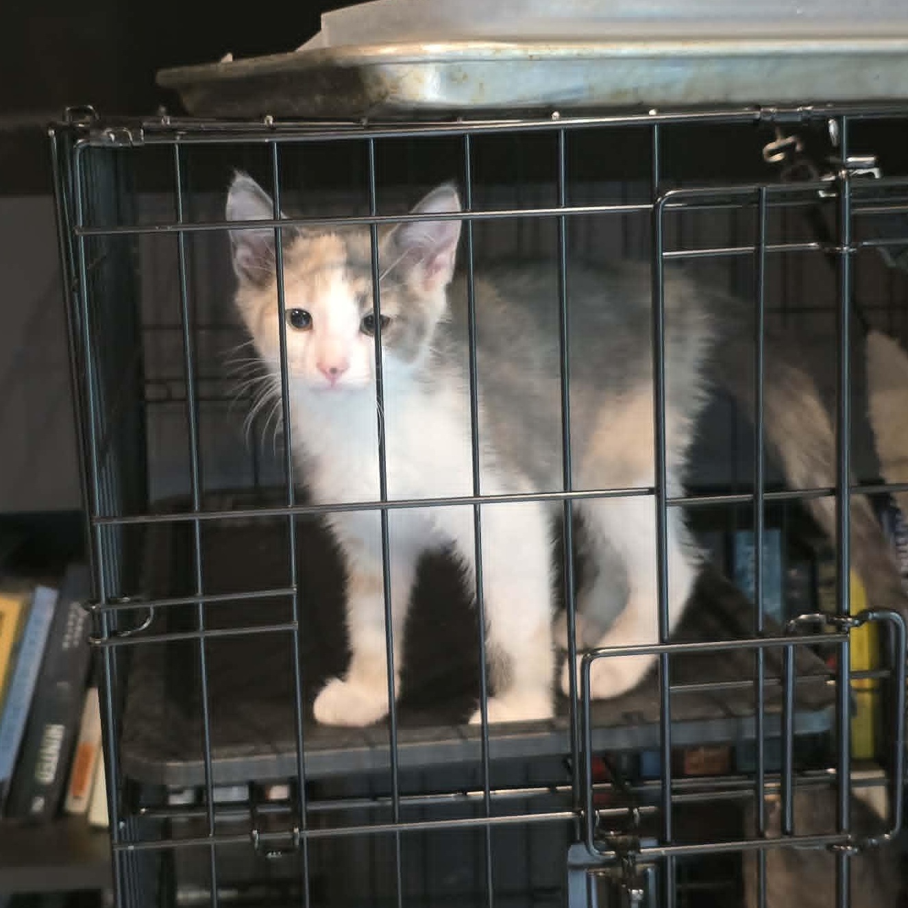 Anne Bonney, an adopted mixed breed in Corsica, PA image 4/6