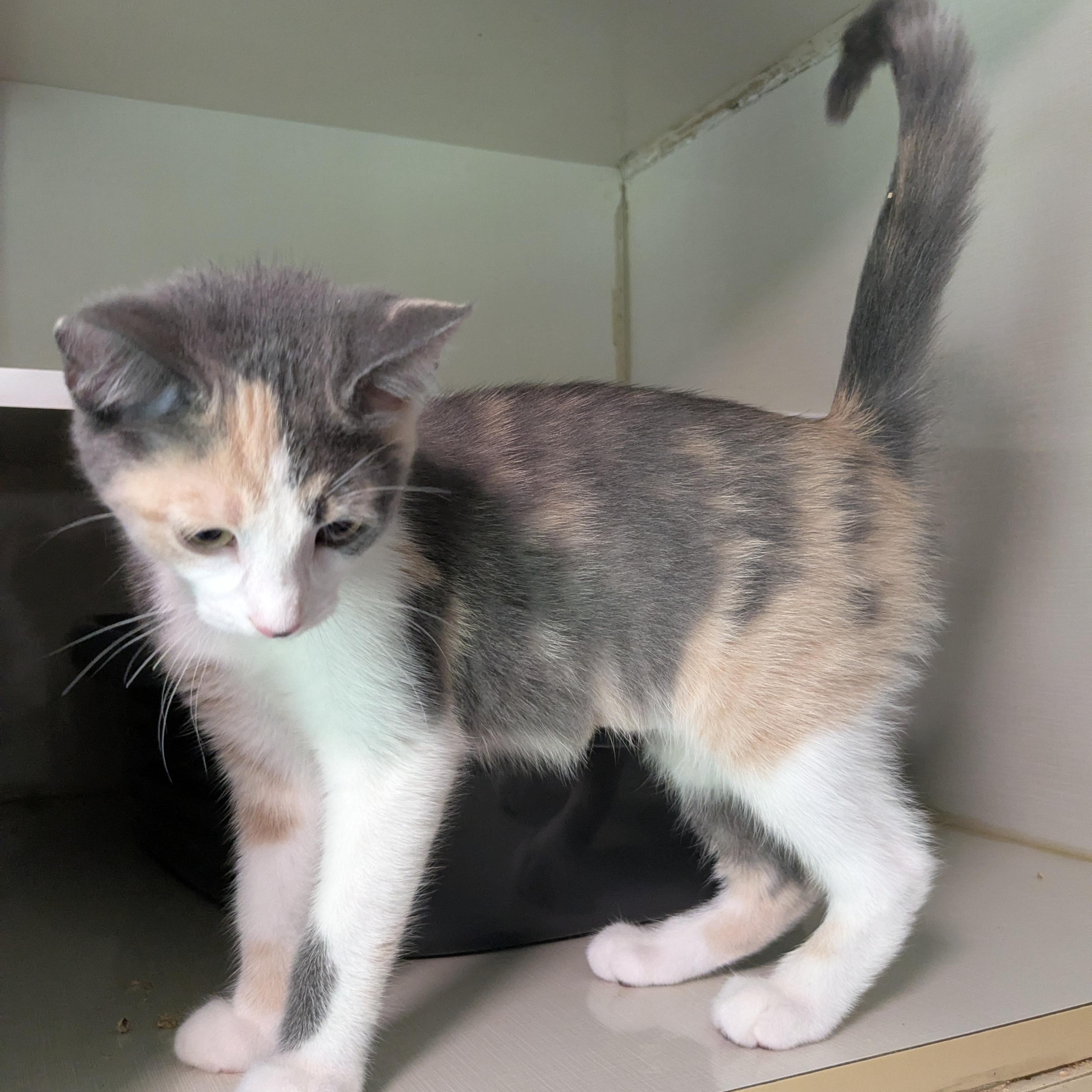 Anne Bonney, an adopted mixed breed in Corsica, PA image 5/6