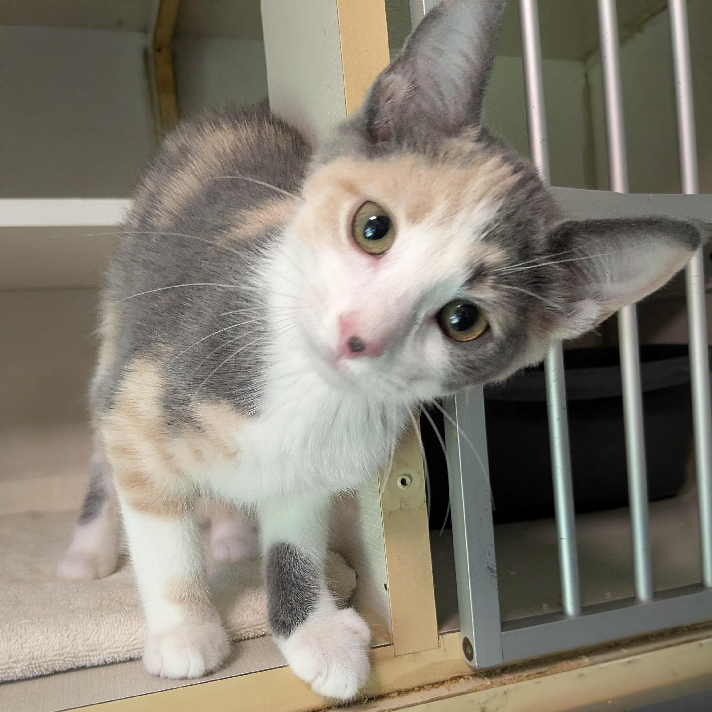 Anne Bonney, an adopted mixed breed in Corsica, PA image 1/6