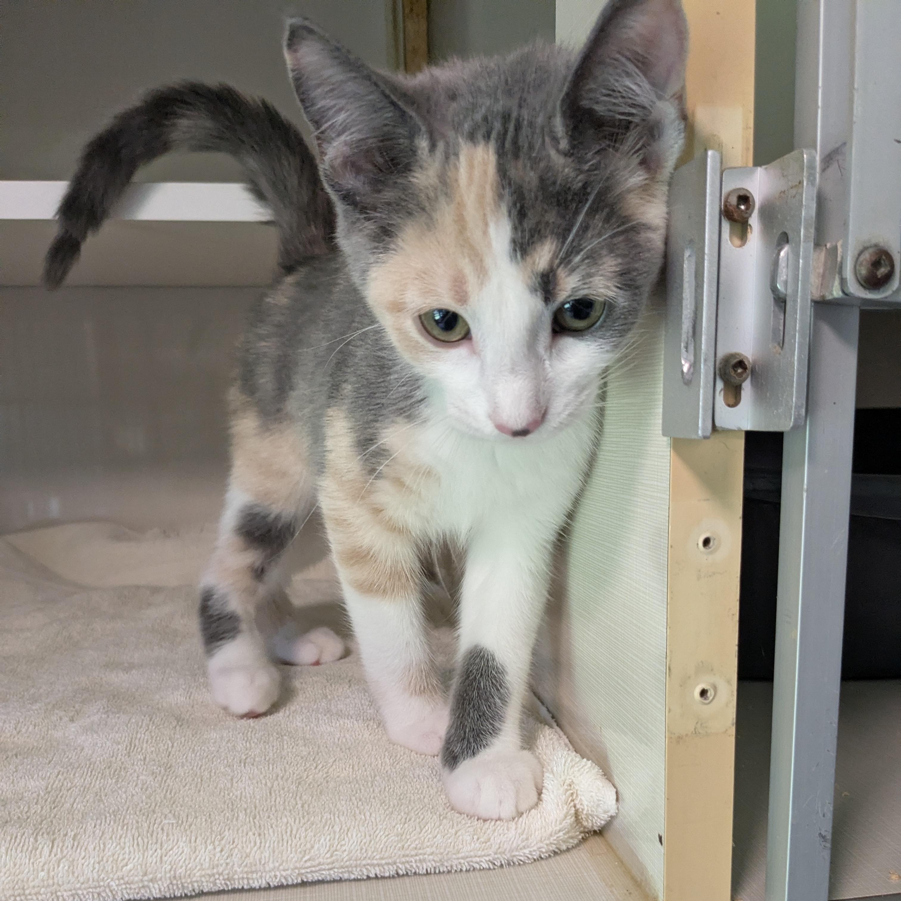 Anne Bonney, an adopted mixed breed in Corsica, PA image 3/6