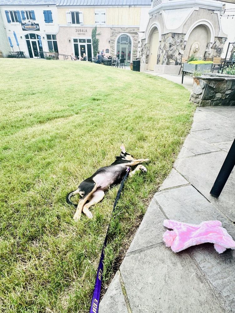 Pablo, Adoptable, Puppy Male American Staffordshire Terrier & German Shepherd Dog.