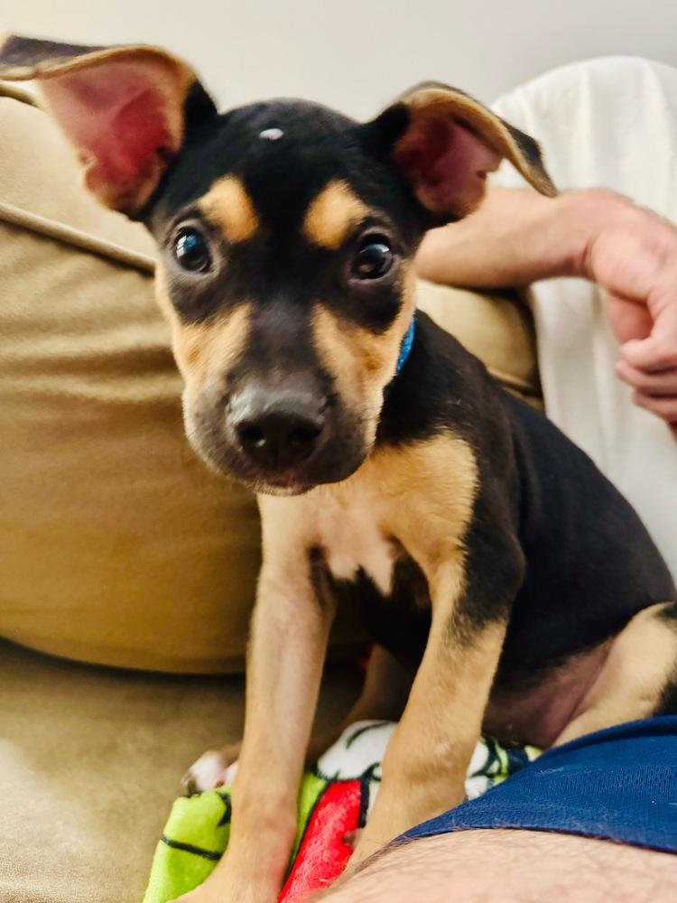 Pablo, Adoptable, Puppy Male American Staffordshire Terrier & German Shepherd Dog.