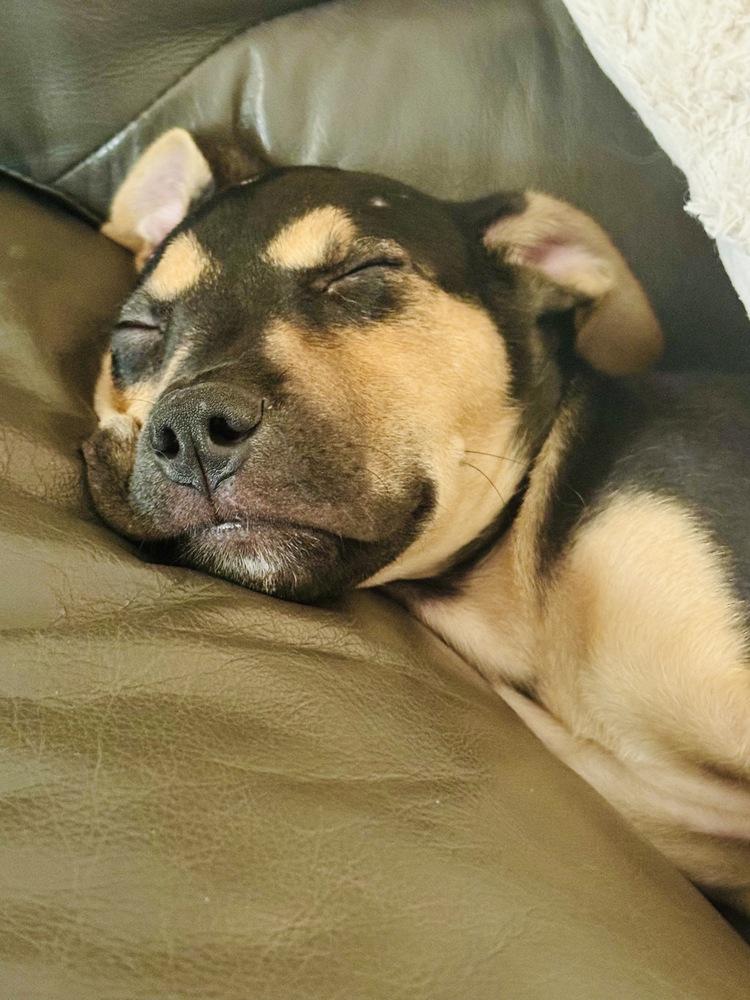 Pablo, Adoptable, Puppy Male American Staffordshire Terrier & German Shepherd Dog.