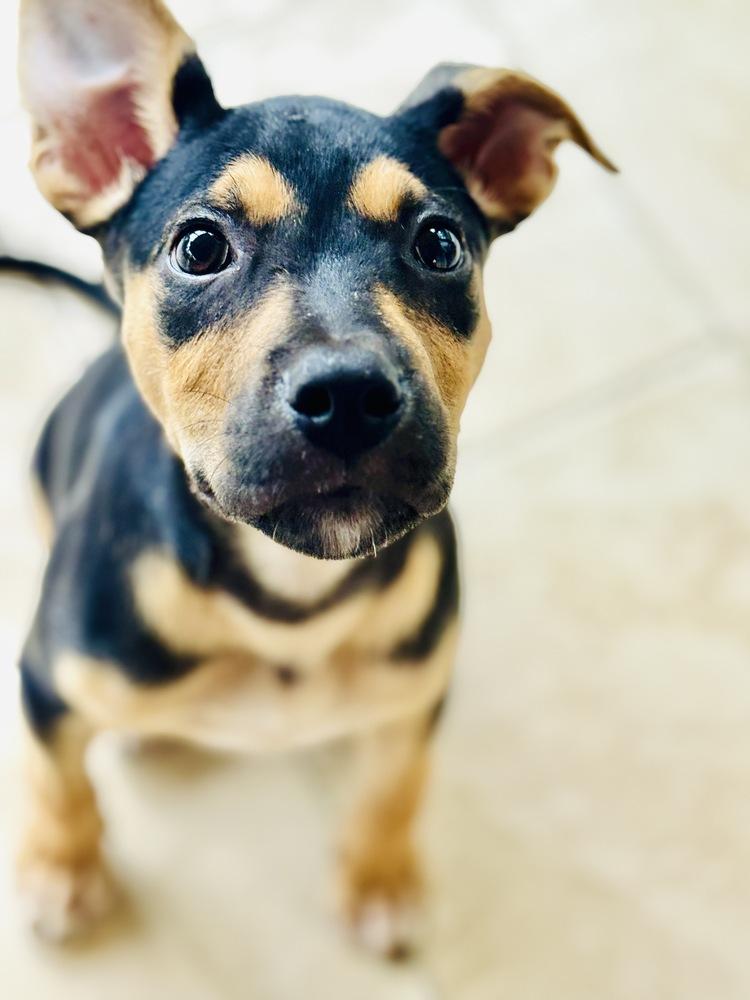 Enlarge Pablo, a Adoptable mixed breed in Wake Forest, NC image 5/6