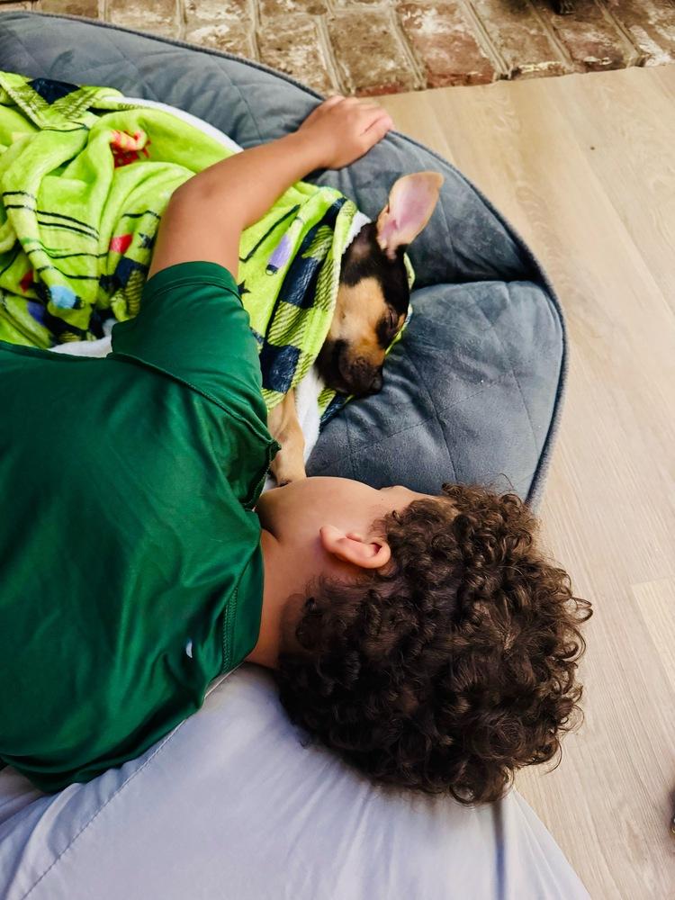 Enlarge Pablo, a Adoptable mixed breed in Wake Forest, NC image 6/6