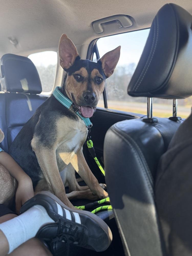 Pablo, a Adoptable mixed breed in Wake Forest, NC image 4/5