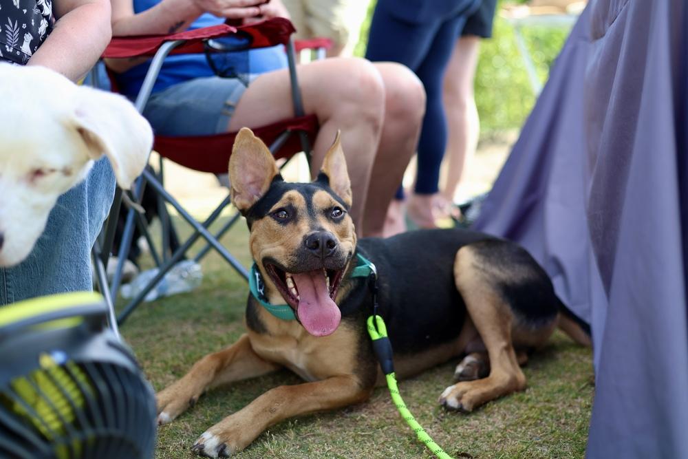 Enlarge Pablo, a Adoptable mixed breed in Wake Forest, NC image 6/6