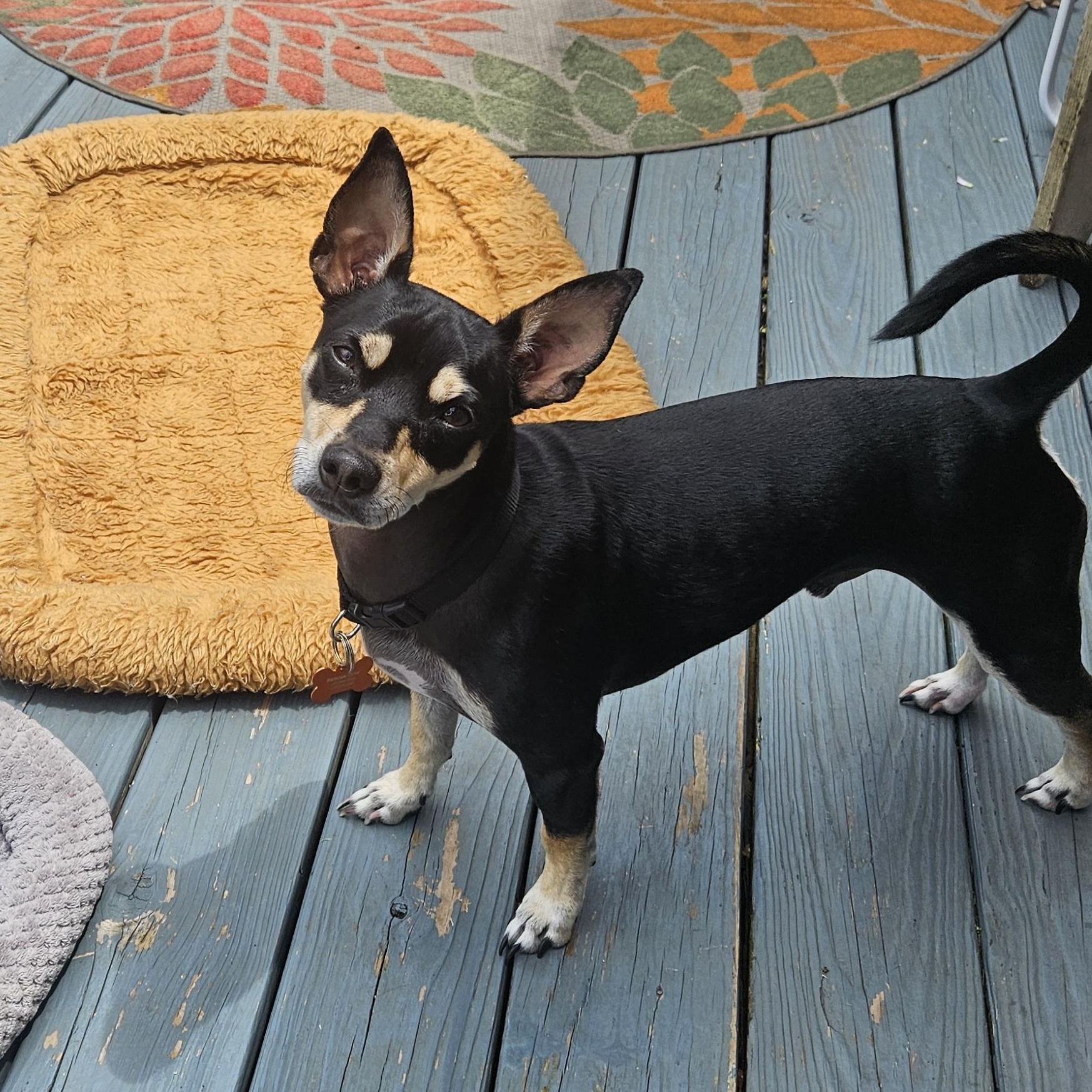 Yogi — thumbnail 2