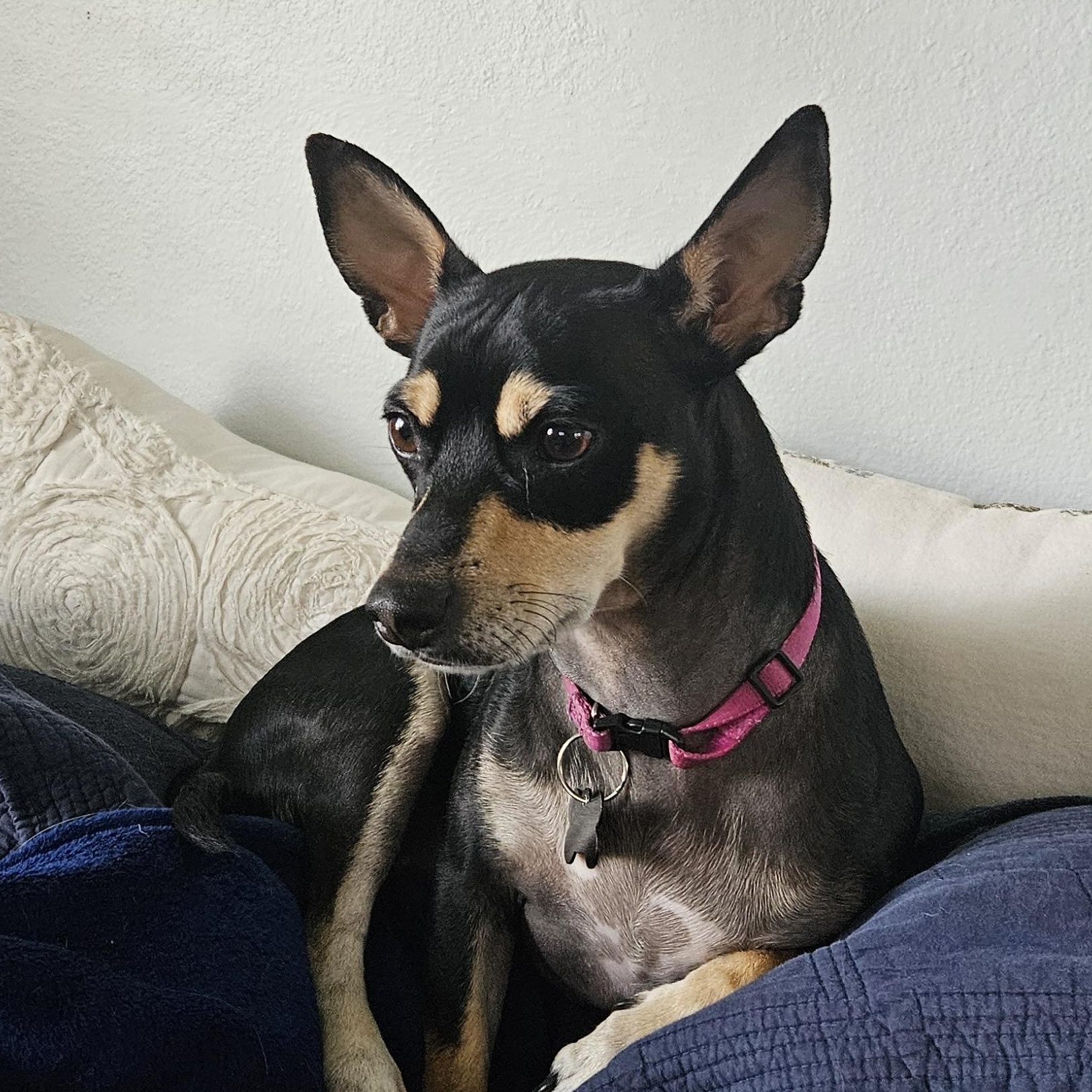 Yogi — thumbnail 3