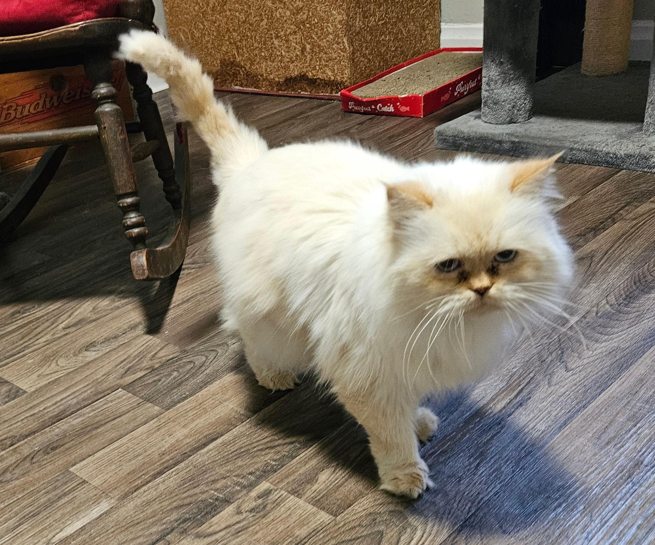 Oliver, Adopted, Adult Male Persian.