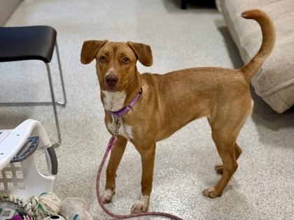 Enlarge Bindi, a ADOPTABLE mixed breed in Downers Grove, IL image 2/3