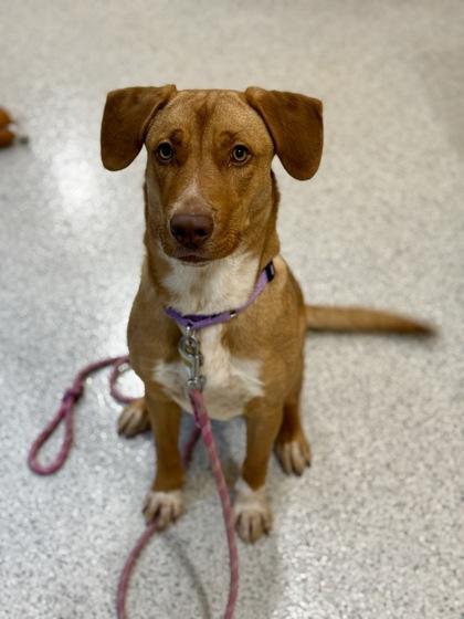 Bindi, ADOPTABLE, Adult Female Pit Bull Terrier & Labrador Retriever.
