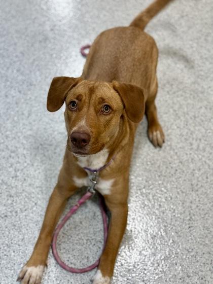 Enlarge Bindi, a ADOPTABLE mixed breed in Downers Grove, IL image 3/3
