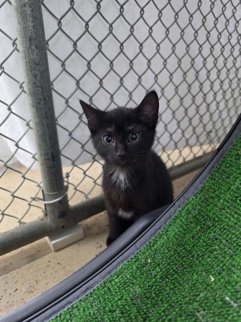 Appa, a Adoptable mixed breed in Waverly, NY image 2/3