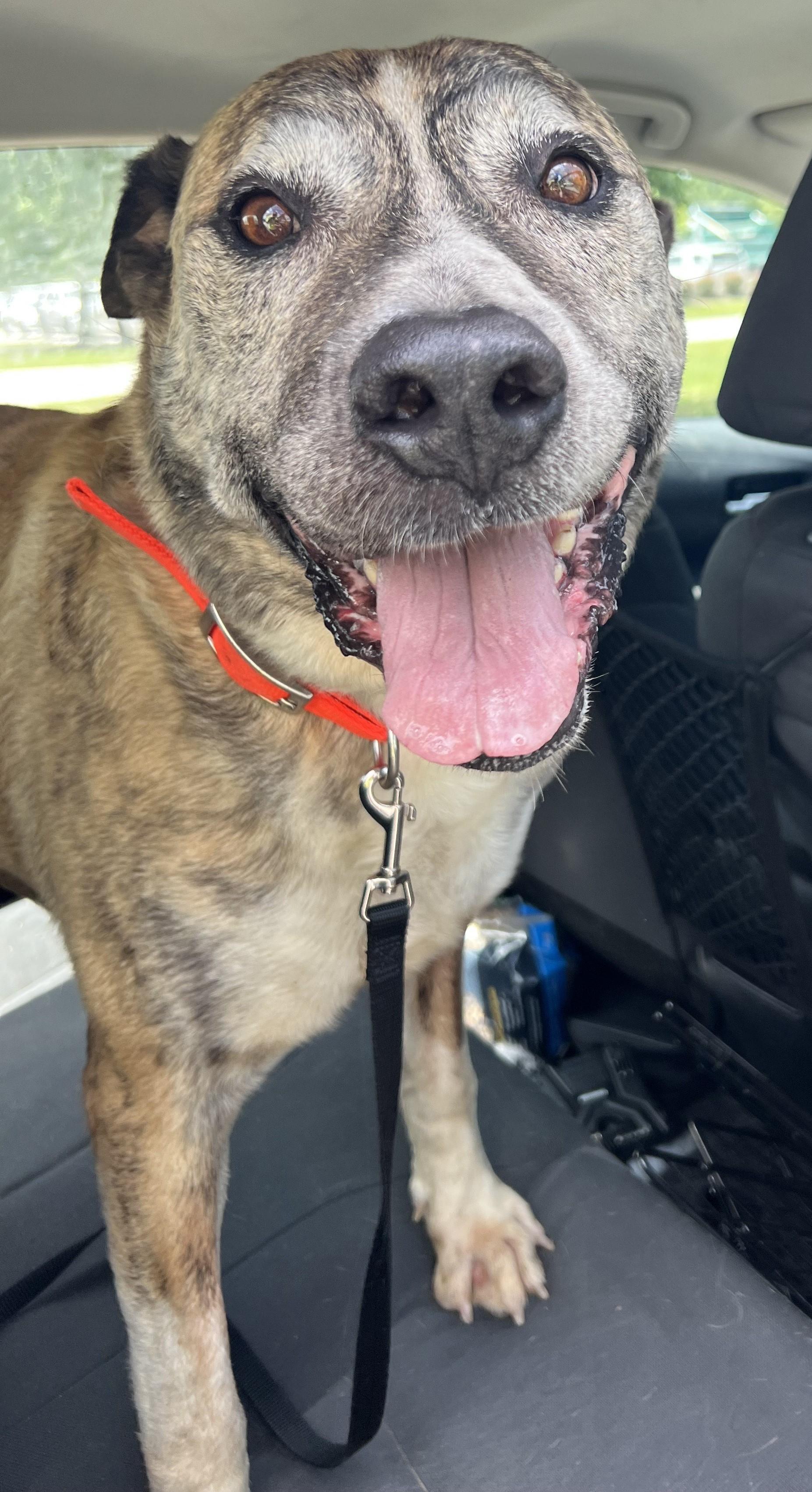 Brisket (Best, Gentle, Family Companion), Senior Male unknown