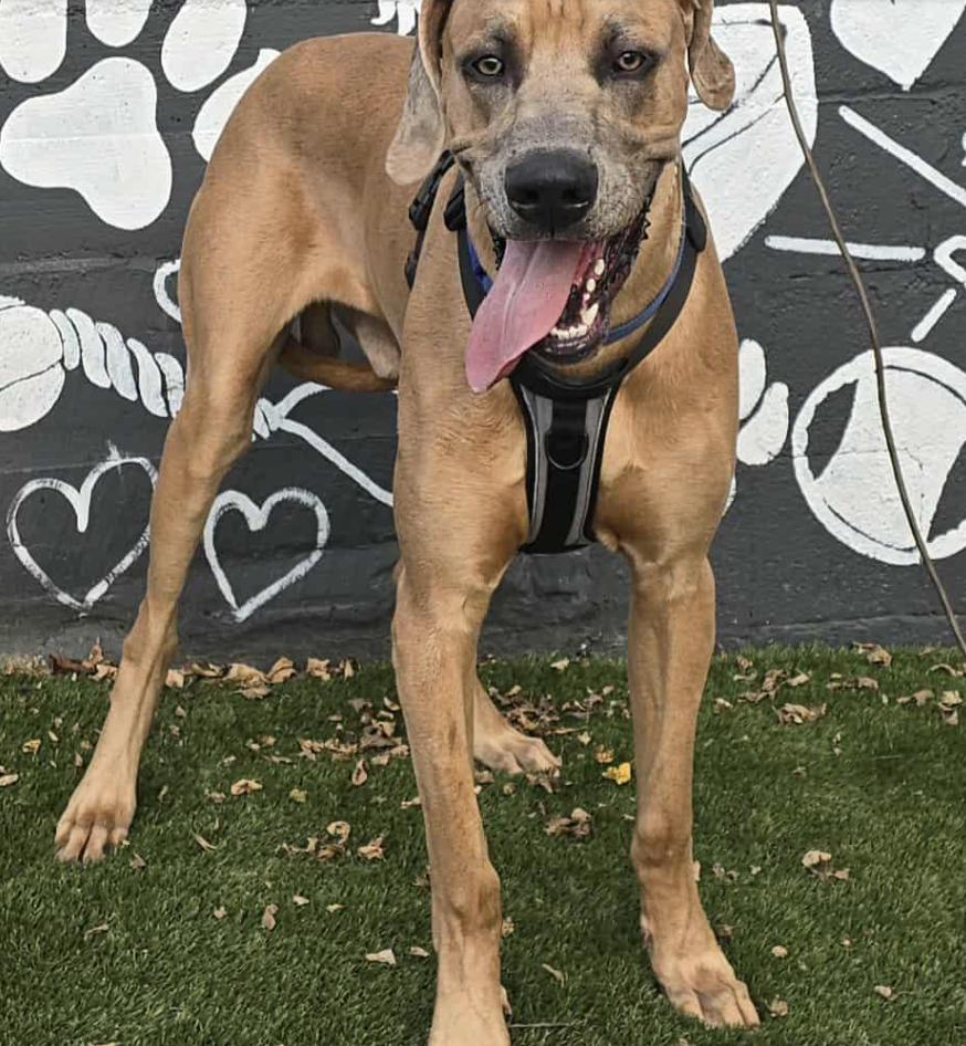 Moses, adopted, Young Male Great Dane.