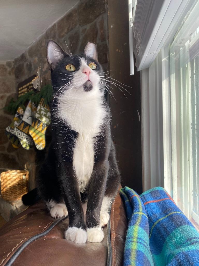 Enlarge Love, a Adoptable mixed breed in Pawtucket, RI image 1/6