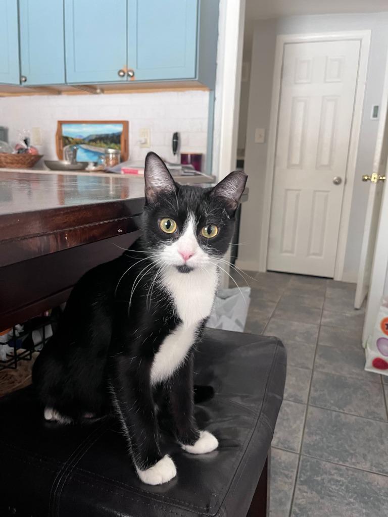 Love, Adoptable, Young Female Domestic Short Hair.