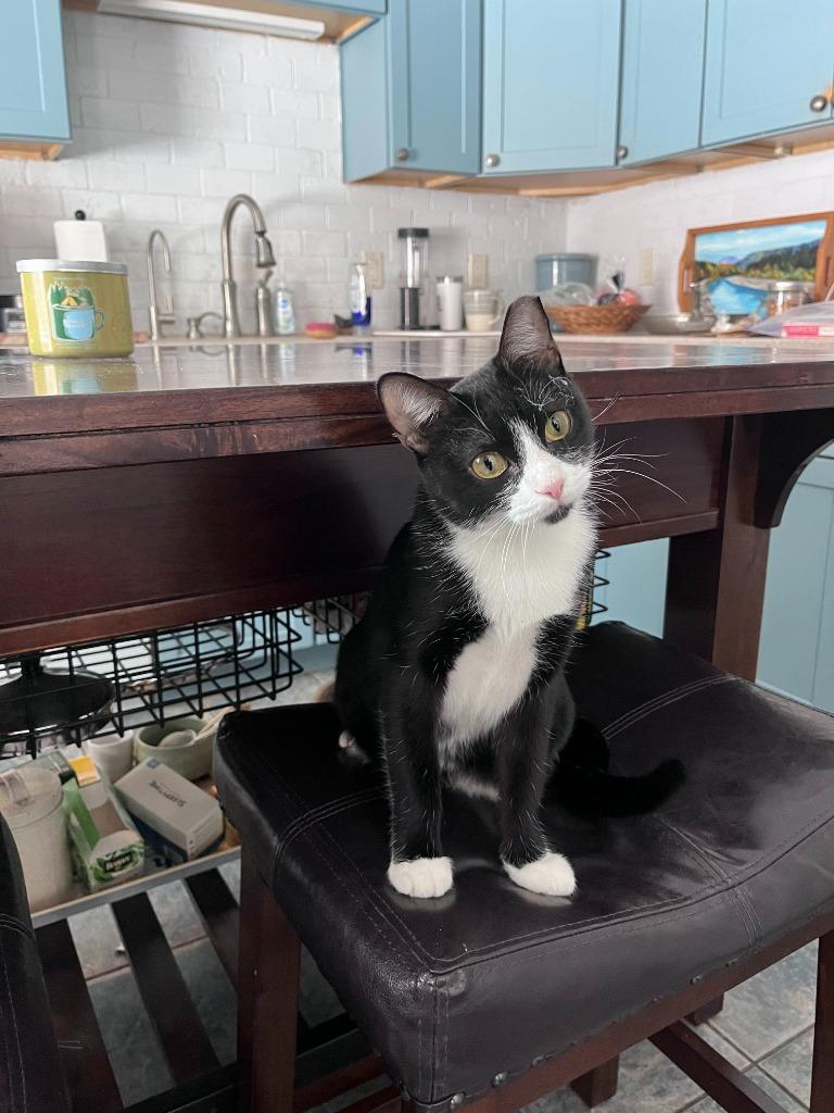 Enlarge Love, a Adoptable mixed breed in Pawtucket, RI image 2/6