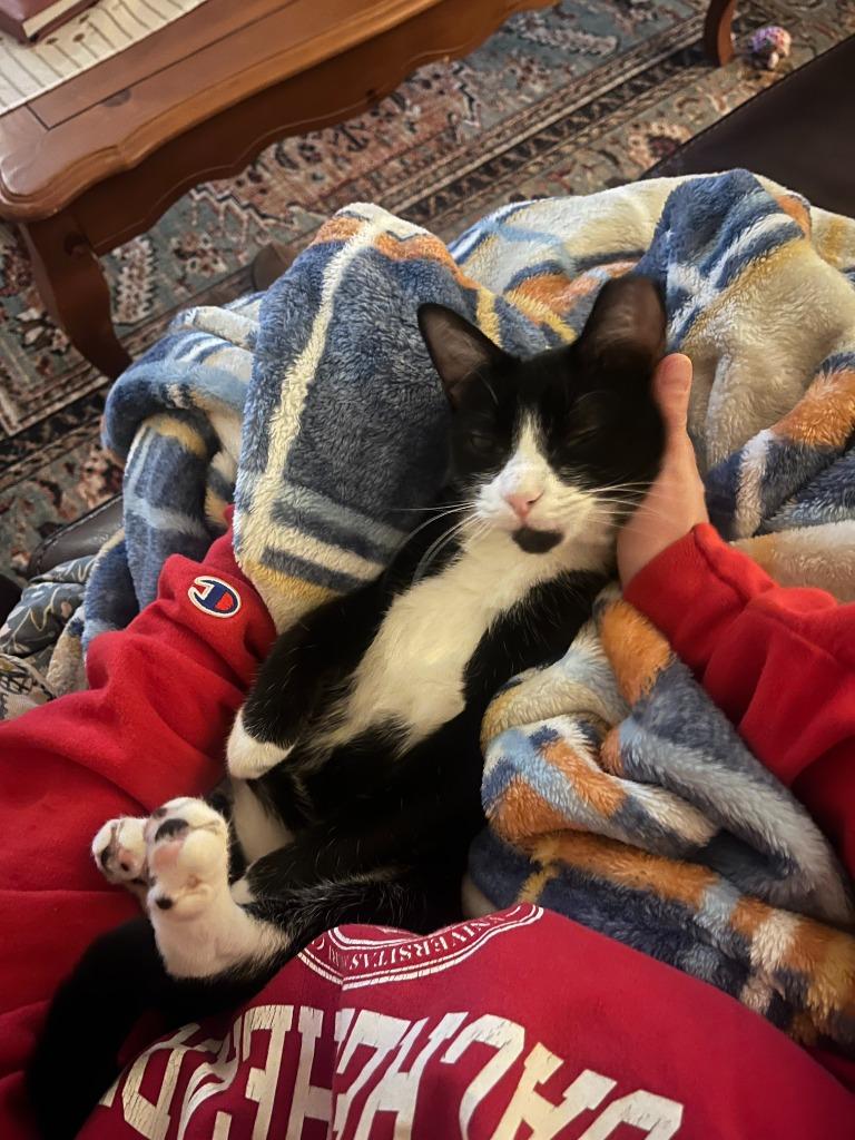 Love *Foster-to-Adopt Available*, Adoptable, Young Female Domestic Short Hair.