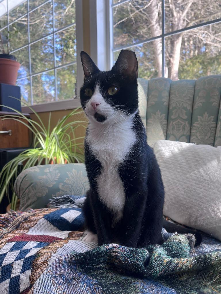 Enlarge Love, a Adoptable mixed breed in Pawtucket, RI image 4/6