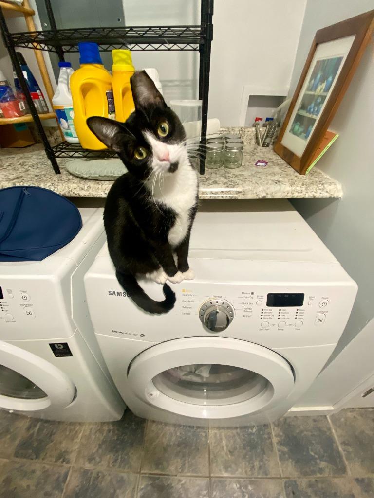 Love *Foster-to-Adopt Available*, a Adoptable mixed breed in Pawtucket, RI image 2/6