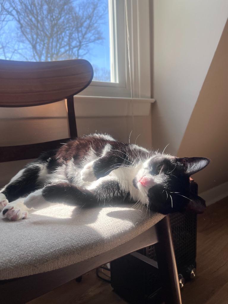 Love *Foster-to-Adopt Available*, a Adoptable mixed breed in Pawtucket, RI image 3/6