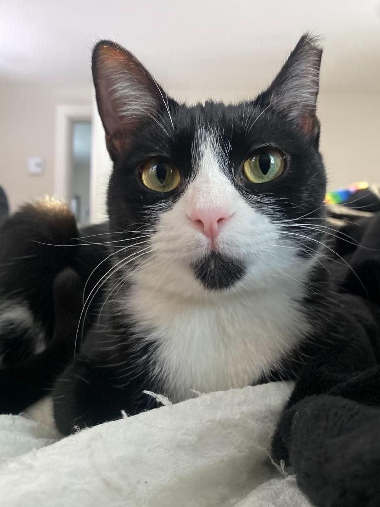 Enlarge Love, a Adoptable mixed breed in Pawtucket, RI image 3/6