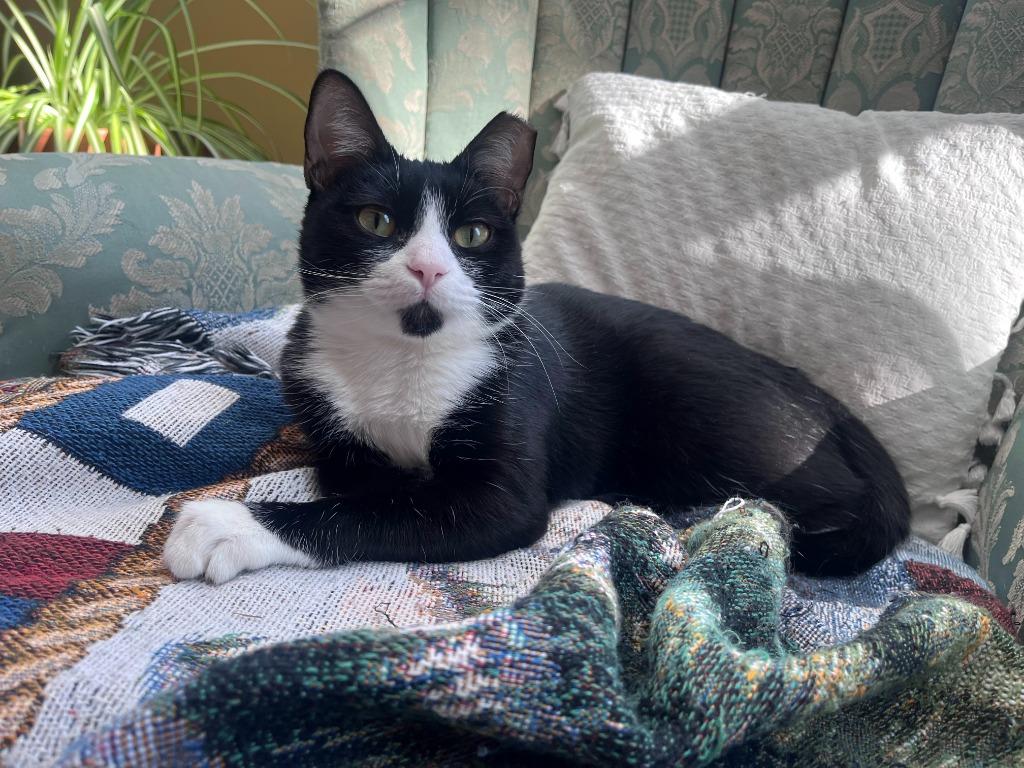 Enlarge Love, a Adoptable mixed breed in Pawtucket, RI image 5/6