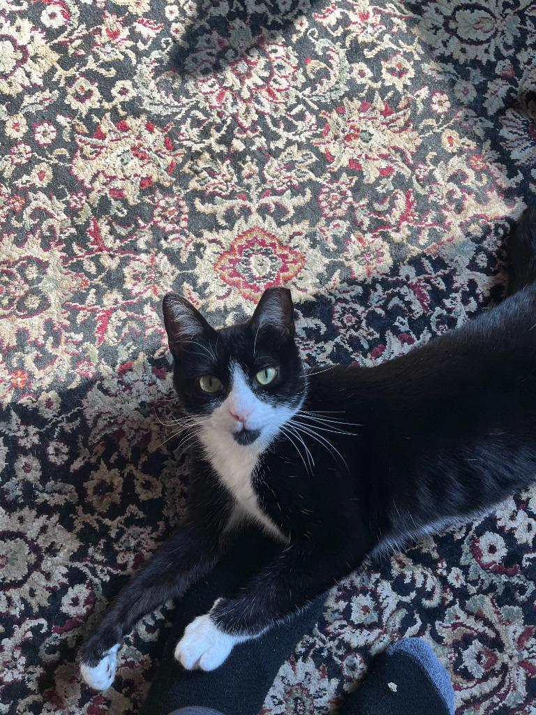 Love *Foster-to-Adopt Available*, a Adoptable mixed breed in Pawtucket, RI image 6/6